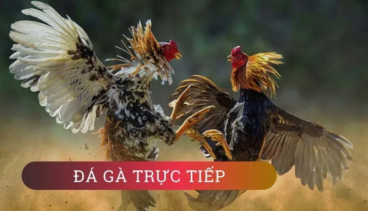  Cách Chơi Đá Gà WS168 Tại W88: Hướng Dẫn Chi Tiết